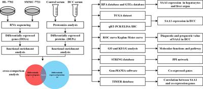 SAA1 identified as a potential prediction biomarker for metastasis of hepatocellular carcinoma via multi-omics approaches